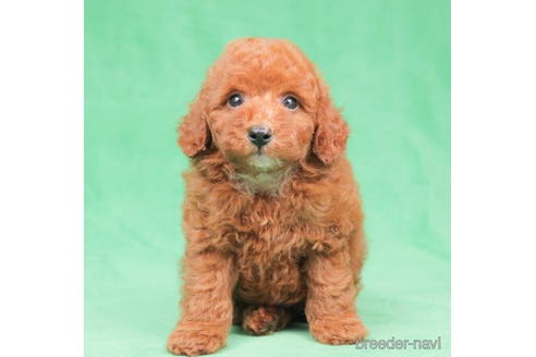 成約済の東京都のトイプードル-202123